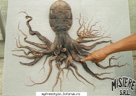 este foarte rar in natura sa gasesti o caracatita cu mai mult de 8 tentacule, dar in decembrie 1998,